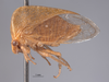 Habitus, lateral view: !! display not done !! on Tortistilus wickhami (Van Duzee, 1908): (Observation).