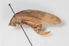 CollectionObject 1505828; 46d00773-5781-491c-9abb-7d9dd14d9757: Female, lateral view (syntype). (CollectionObject).