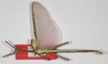 CollectionObject 1576648; USNM(SF IMPORT DUPLICATE) RD-095, 8deec7dc-68e5-4ba6-8a93-9945947c8d83: copyright USNM, Washington. male (holotype). (CollectionObject).