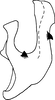 Aedeagus, lateral view on Bonaspeia juliae Davies, 1987: Aedeagus, lateral view (holotype). (Observation).