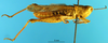 CollectionObject 1505446; 22cfb24b-076d-473a-9eaf-3fc3134db511: male, lateral view (paratype of Chorthippus miramae. (CollectionObject).