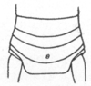 Ceuthophilus (Ceuthophilus) pallidipes Walker, 1905: Fig. 594. epiphallus. (Otu).