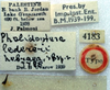 CollectionObject 1517151; 1573f69b-a633-4b81-97a4-3d4bc7b93ecf: labels (holotype). (CollectionObject).
