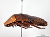 CollectionObject 1863291; a743706e-c1b1-4c78-ace1-0e98fe97f53b: (CollectionObject).