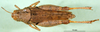 CollectionObject 1565554; 9685f0cb-24f9-4155-8a6b-01ee48b109f9: female, dorsal view (paratype of Rhachitopis ceraseus). (CollectionObject).