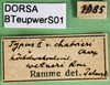 CollectionObject 1501696; 4b1bb2de-898e-4927-9743-95675620672f, DORSA BTeupwerS01: labels. (CollectionObject).