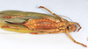 CollectionObject 1593010; abefd1f1-776a-471e-8190-0fc210b68db2: female, ventral view (syntype?. (CollectionObject).