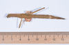 CollectionObject 1557785; 058a1922-a996-4f79-b99d-a3bbf6b99a3a: copyright NHMB, Basel. female, dorsal view (syntype). (CollectionObject).