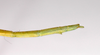 CollectionObject 1559318; 5318f452-c1cc-4d8b-ba89-4d4568f43735: copyright MNCH, Madrid. female: end of abdomen, lateral view (paralectotype). (CollectionObject).;CollectionObject 1559319; 4145f06e-6e37-4c0b-96c4-3380581d5a02: copyright MNCH, Madrid. female: end of abdomen, lateral view (paralectotype). (CollectionObject).