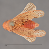Habitus, dorsal view: !! display not done !! on Ponana (Ponana) sanguinolenta (Spångberg, 1878): (Observation).