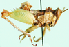 Schulthessiella minuta (Schulthess, 1909): male, lateral view. (Otu).