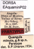 labels (paratype). Depicts CollectionObject 1581398; dca4cd45-7130-409c-b2c8-81bac45eedaf, a CollectionObject.