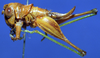 CollectionObject 1520503; a2a34595-2e09-4685-b89b-45fc3145ddc6: female, lateral view. (CollectionObject).