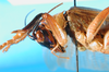 CollectionObject 1500136; 1061f6f8-83cf-48dd-a6c1-095493f7d148: male, lateral view. (CollectionObject).