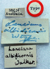 CollectionObject 1517113; 7afd28ad-0a23-41a5-8739-2159898a5b1c: labels (holotype). (CollectionObject).