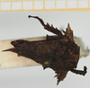 CollectionObject 1517880; 5c7beaa7-4ec9-405c-81e4-9b37024a7813, NHMUK010924409: male, dorsal view (holotype). (CollectionObject).