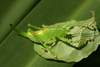 Aerotegmina megaloptera Hemp, 2013: female (Kisarawe, Tanzania). (Otu).