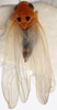 Habitus, dorsal view on Andrabia Ahmed, 1970: Habitus (A. aurea Dwor., USNM collection). (Observation).