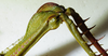 CollectionObject 1498683; 828f73c6-4025-48ef-a3bd-1a77779d5fac: female, knee region of hind legs. (CollectionObject).