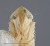 Head on Dikraneura (Dikraneura) mali (Provancher, 1890): (Observation).
