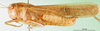 CollectionObject 1500301; 1ae711e5-d152-4219-99b9-84d251db93dd: male, lateral view (syntype of Gastrimargus testaceus). (CollectionObject).