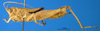 CollectionObject 1567402; 4ebad7ff-47d1-47d1-9a97-aaf8c669238e: female, lateral view (syntype). (CollectionObject).
