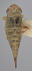 Habitus, dorsal view on Athysanella (Gladionura) sobrina Blocker, 1985: Dorsal - Female. (Observation).