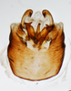Pygofer, ventral view: !! display not done !! on Pissonotus frontalis (Crawford, 1914): (Observation).