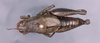 CollectionObject 2014608; b223bb55-e7a4-4feb-b86e-7c36500343e3: female, dorsal view. (CollectionObject).
