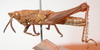 CollectionObject 1543632; 386a3472-eab0-4769-a464-256b6220c5f4: male, lateral view (lectotype). (CollectionObject).