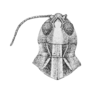 Psoloessa delicatula (Scudder, 1876): Pl. VI, Fig. 30a. female, head and pronotum, dorsal view (Stirapleura decussata). (Otu).