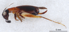 CollectionObject 2804107; FCE- GY 53, occurrenceID:- GY 53, 92ba37db-4da6-4815-8f1c-15185aff403d: Maldonado, Santiago Teijo. Female, lateral habitus. Facultad de Ciencias - UDELAR (FCE - GY 053). (CollectionObject).