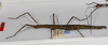 CollectionObject 1570613; 4e35e73f-82f0-4bc2-a824-a2563ccd1980: copyright MONZ, New Zealand. female of synonym Acanthoxyla speciosa (paratype). (CollectionObject).