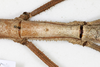 CollectionObject 1557860; a178da17-f9d0-493e-bf87-45c3bd0ed9de: copyright MHNG Geneva. female metanotum, dorsal view (syntype). (CollectionObject).