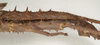 copyright ZIN, St. Petersburg. male abdomen, lateral view (holotype). Depicts CollectionObject 1577055; e685f425-6bab-4823-994d-956cd6254cff, a CollectionObject.