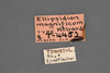 CollectionObject 1573329; MVMA T 4452, 7504d3f2-c182-48bf-afb3-5ad954d585b2: Copyright Museum Victoria / CC BY. Syntype, female, labels. (CollectionObject).