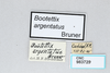 CollectionObject 2809541; a6ea9b19-eee9-45e2-a66f-299f56145bdb, CNCI 983725: Bootettix argentatus. (CollectionObject).