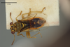 Germalus coloratus Distant, 1918: Germalus coloratus. Holotype-dorsal habitus. (BMNH) - (CC BY-NC 4.0) Photo by Stuart Cole, reproduced with permission from the Natural History Museum, London, UK. (Otu).