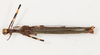 CollectionObject 1558657; 133da2a3-3d44-4789-86e5-4671977f2951: copyright NMW, Vienna. male, dorsal view (syntype). (CollectionObject).;CollectionObject 1558658; d4fb1899-121f-4e8d-be5e-b67e32f58e28: copyright NMW, Vienna. male, dorsal view (syntype). (CollectionObject).