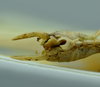 CollectionObject 1532124; NMW 4803, 8872, 9967, 2c92d831-9d61-44fe-bdc7-0b0d17703c09: male terminalia, ventral view (syntype number 4803). (CollectionObject).