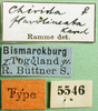 CollectionObject 1501342; 0f6a92ab-b56e-4542-af56-67e2f6735ef7, MfN 5546: labels (syntype of Gymnobothrus flavolineata). (CollectionObject).
