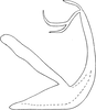 Aedeagus, lateral view on Edwardsiana ishidai (Matsumura, 1932): Aedeagus, lateral view (Sapporo). (Observation).