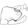 Pygofer, lateral view on Aztegina Dietrich & Dmitriev, 2006: Pygofer, anal tube, and subgenital plate (A. punctinota Dietrich & Dmitriev), lateral view. (Observation).