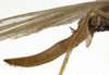 CollectionObject 1529690; 0ed2cdb2-fefe-491d-9145-58e63dfeda68: female ovipositor (holotype). (CollectionObject).