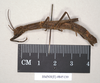 CollectionObject 1560632; NHMUK(SF IMPORT DUPLICATE) 845139, 9a2db723-7603-46b6-9b6c-c654ddfdce00: copyright Natural History Museum, London. female of synonym Aschipasma catadromus, lateral view (lectotype). (CollectionObject).