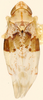 Habitus, dorsal view: !! display not done !! on Hymetta anthisma McAtee, 1919: Habitus (holotype of E. distincta Fairbairn, KSEM collection). (Observation).
