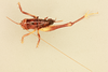 CollectionObject 1516677; 6ae74e68-128d-424e-9410-ee803ebe20d0, NHMUK013804018: female, dorsal view (holotype). (CollectionObject).
