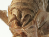 CollectionObject 1539765; 08b06cd0-29ef-4197-825c-1db234c6bb17: male cerci (syntype of Psorodonotus riveti). (CollectionObject).