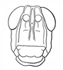 Basutacris scotti Dirsh, 1953: Fig. 25. male head, frontal view. (Otu).
