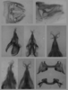 Melanoplus desultorius Rehn, 1907: male genitalia. (Otu).